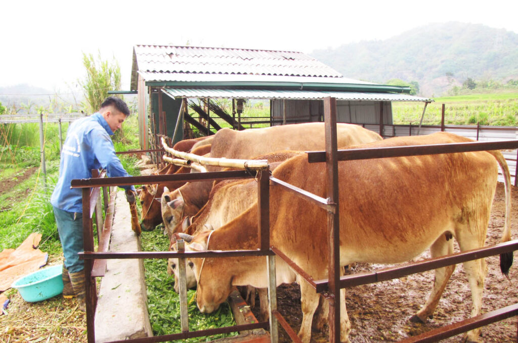 Hình: Sản phẩm nông nghiệp và phục vụ sản xuất nông nghiệp được miễn thuế giá trị gia tăng
Nguồn: Internet