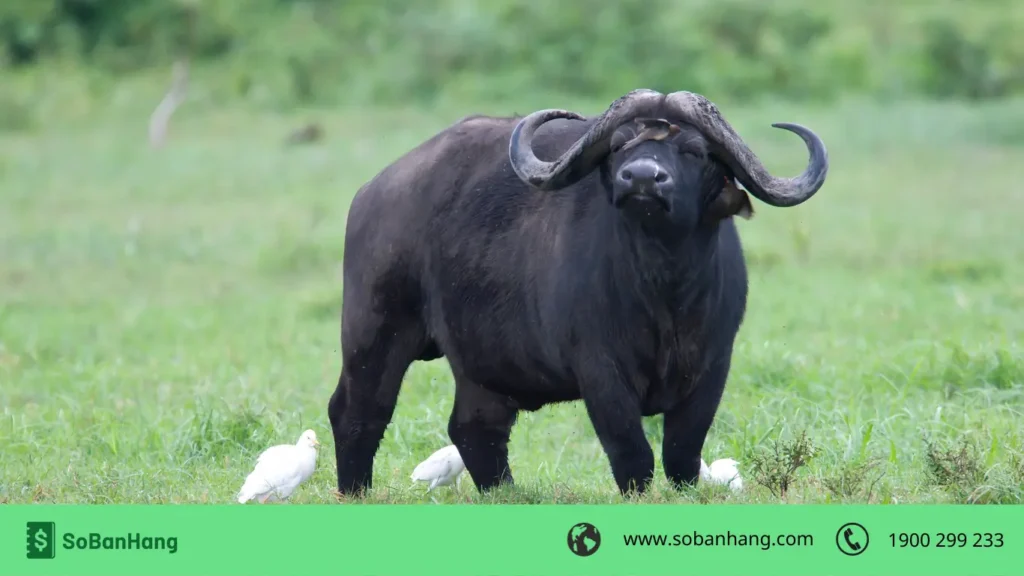tuổi Sửu tháng 12