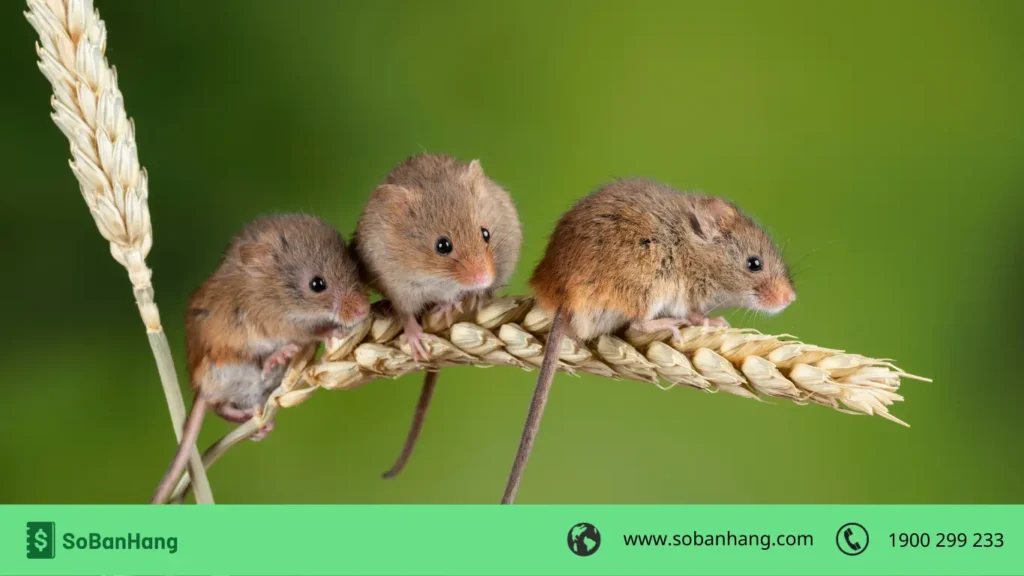 tuổi Tý tháng 12