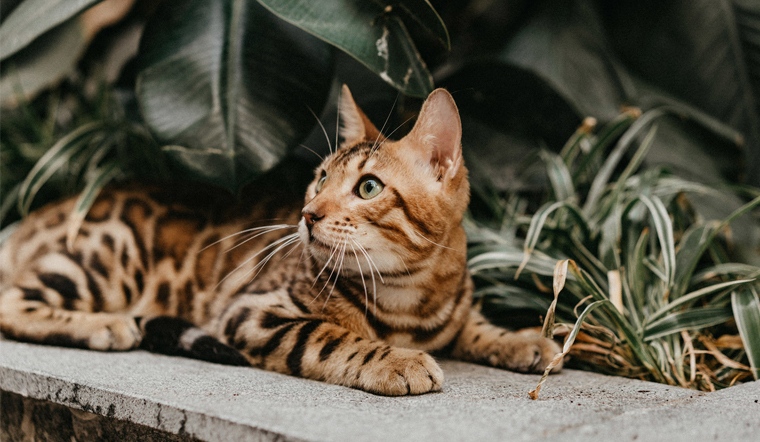 tuổi Mão - vận đen đeo bám bởi Hại Thái Tuế